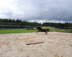 Zuchtstute Abilene Blue Smart Sujo (Paint Horse, 2016, von Bevs Sujo)