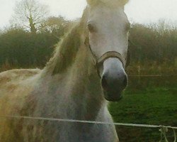 broodmare Cadence du Ruisseau Z (Zangersheide riding horse, 2000, from Carthago)