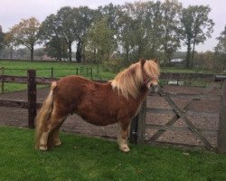 Zuchtstute Danja v.h. Blommetje (Shetland Pony, 2010, von Rascal-h van de Wechterholt)