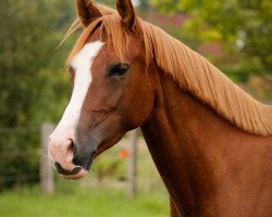 broodmare Oakland's Soleil Deluxe (German Riding Pony, 2011, from Casino Royale K WE)