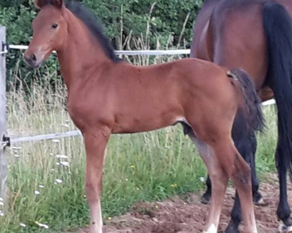 jumper Coeur Soleil Sappalott (Hanoverian, 2016, from Comerade)