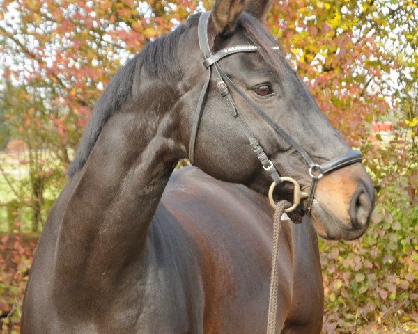dressage horse Dinario dobar (Rhinelander, 2008, from Dancing Dynamite)