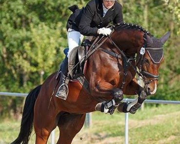 broodmare Sappalotti 2 (Hanoverian, 2007, from Stalypso)