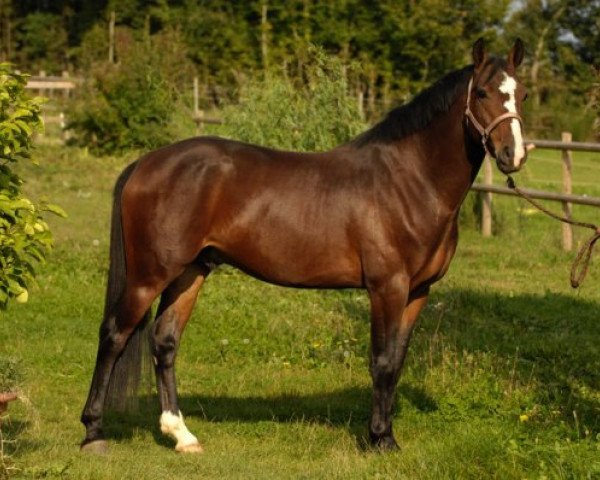 Deckhengst Rahan D'Hurl'vent (Französisches Pony, 2005, von Cap de B'Neville)