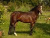 stallion Rahan D'Hurl'vent (French Pony, 2005, from Cap de B'Neville)