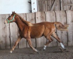 broodmare Juventara (Mecklenburg, 2015, from Juventus)