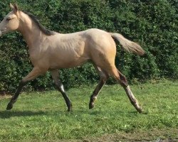 broodmare Smarty Pepper AS (Mecklenburg, 2017, from Sergeant Pepper I)