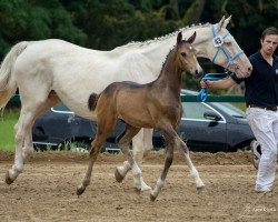 stallion Fantastico Gold AS (Mecklenburg, 2017, from Fehrbellin)