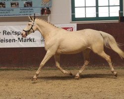 broodmare Glen Niagara (Czech Warmblood, 2012, from Bell Ami)