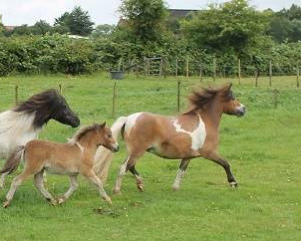 Pferd Krummhörn`s Frauke (Shetland Pony (unter 87 cm), 2013, von Very Dynamic van de Buxushof)