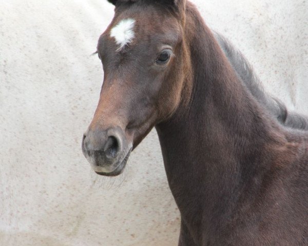 broodmare Schnik Schnak (Oldenburg, 2017, from Fürst Jazz)