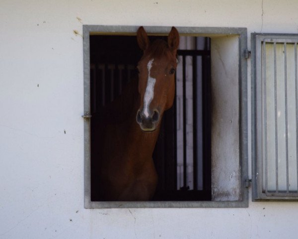 broodmare Tzack Tzack (Oldenburg show jumper, 2015, from Tangelo van de Zuuthoeve)