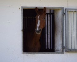 horse Tzack Tzack (Oldenburger Springpferd, 2015, from Tangelo van de Zuuthoeve)