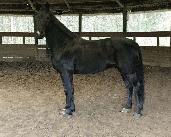 dressage horse Diamond Willy (Hanoverian, 2009, from Dauphin)