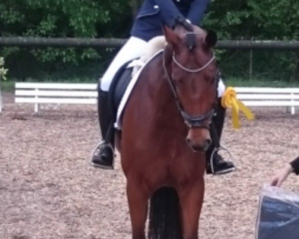 dressage horse Desigual 4 (Oldenburg, 2012, from Diatano)