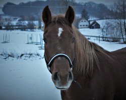 Pferd Sunny (Arabo-Haflinger, 2005)