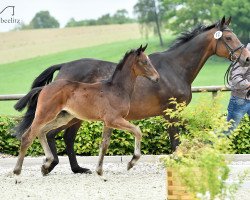 broodmare Louisa la bonne (Rhinelander, 2000, from Lancer II)