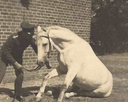 Deckhengst Pelasger (Trakehner, 1927, von Hexentanz)