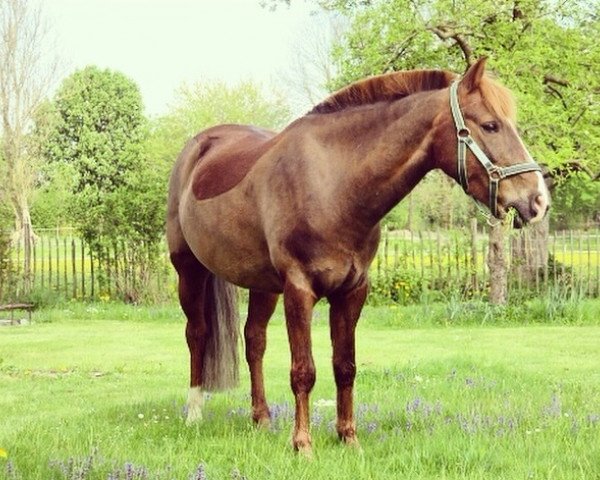 dressage horse Dirko (Welsh-Pony (Section B), 2004)