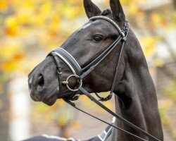 stallion Glock's Taminiau (Hanoverian, 2015, from Glock's Toto Jr.)