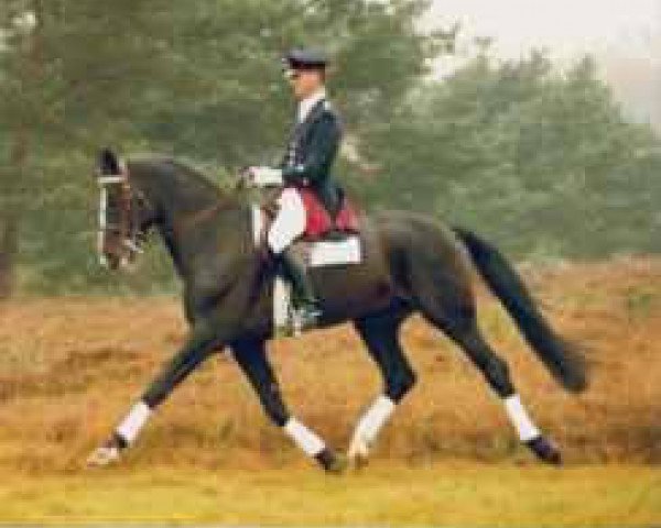 stallion Archipel (Hanoverian, 1985, from Argentan I)
