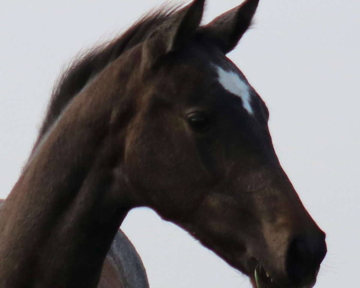 broodmare Coco O.T. (Holsteiner, 2017, from Colman)