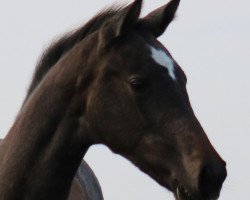 broodmare Coco O.T. (Holsteiner, 2017, from Colman)