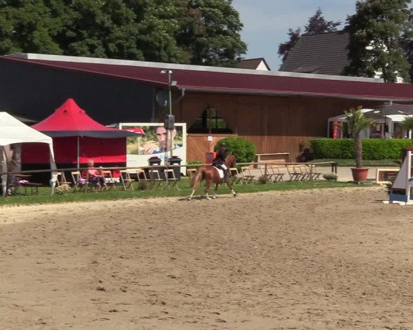 Reitturnier Halver 2018