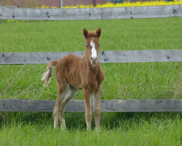 horse Soraya (Kleines Deutsches Pony, 2017, from Fimba vom Olendiek)