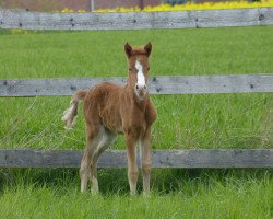 Pferd Soraya (Kleines Deutsches Pony, 2017, von Fimba vom Olendiek)