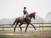 dressage horse Santana 906 (Hanoverian, 2007, from Sir Donnerhall I)