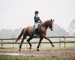 dressage horse Santana 906 (Hanoverian, 2007, from Sir Donnerhall I)