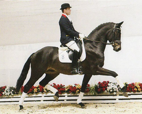 stallion Sandro Hit (Oldenburg, 1993, from Sandro Song)