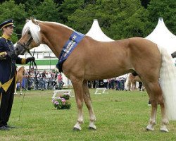 Deckhengst Abendstern (Haflinger, 1995, von liz. 101/T Amadeus)