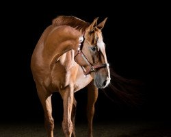 horse Rocco Kowalski (Rhinelander, 2006, from Rosenkoenig)