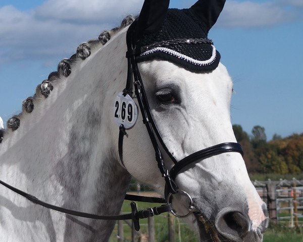 Springpferd Arik (Selle Français, 2008, von Padock du Plessis)