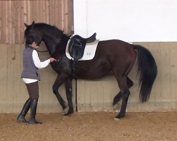 Dressurpferd Oddi (Deutsches Sportpferd, 2011, von Osharin's Peron)