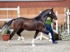 dressage horse FS No Doudt (Rhinelander, 2015, from Fs Numero Uno)