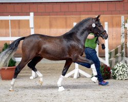 dressage horse FS No Doudt (Rhinelander, 2015, from Fs Numero Uno)