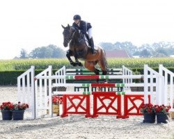 jumper Carlo 7 (Hanoverian, 2010, from Carlucci 13)