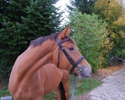 Zuchtstute Peggy Sue (Trakehner, 2012, von Kandelus)