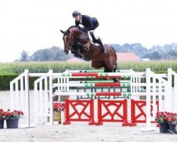 jumper Tiger de OLD Lodge (Slovakian Warmblood, 2010, from Padinus)