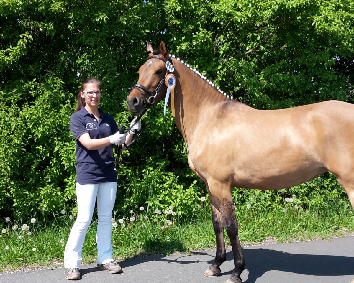 broodmare Diamont (German Riding Pony, 2014, from Dimension AT NRW)