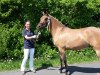 broodmare Diamont (German Riding Pony, 2014, from Dimension AT NRW)