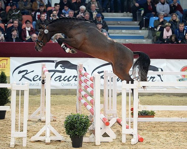 stallion Casselot (German Sport Horse, 2015, from Cassoulet)