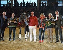 stallion Alpha Royal (German Sport Horse, 2015, from Antango du Feuillard)