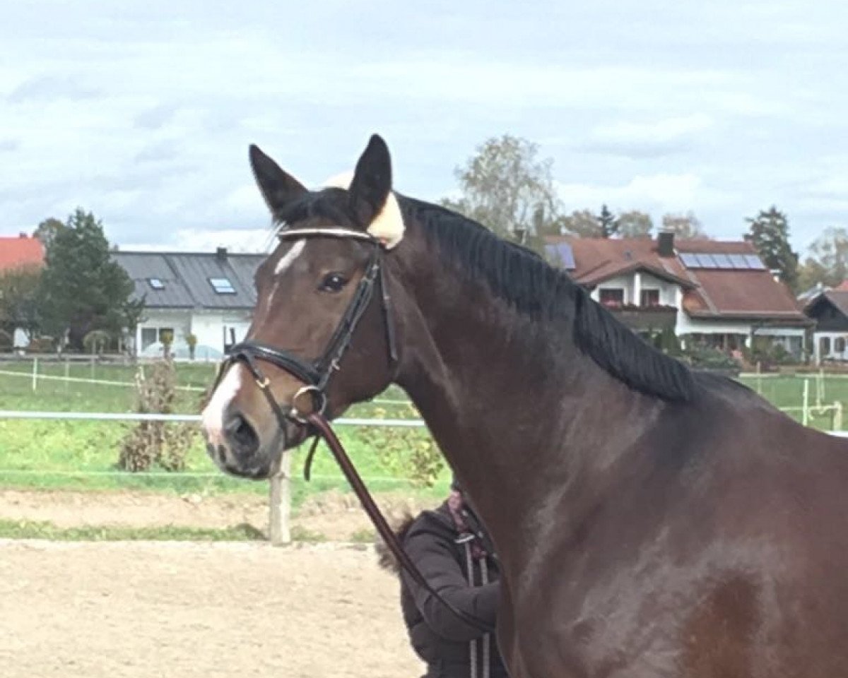 broodmare R-Fiodora da Bella (Westphalian, 2013, from Florenciano 6)