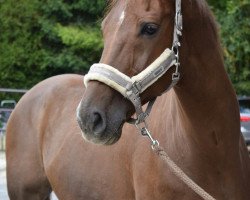 dressage horse Zyrano 10 (KWPN (Royal Dutch Sporthorse), 2004, from Sydney)