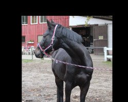 jumper Cunibert S (German Sport Horse, 2009, from Camarque 3)