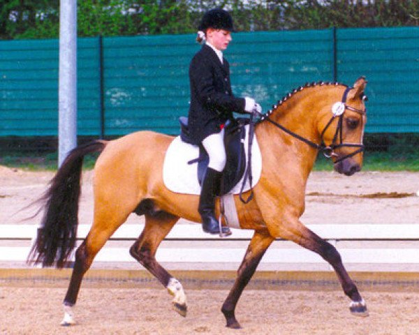 stallion FS Dacapo Doro (German Riding Pony, 1991, from Derano Gold)
